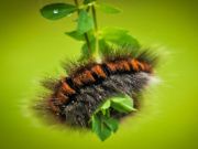 Permainan Jigsaw haiwan larva ulat talian