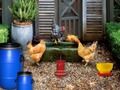 Permainan Pelepasan Paskah dari Ladang Ayam talian