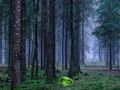 Permainan Matahari terbenam mistik di dalam hutan  talian