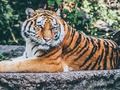Permainan Jagi Puzzle  talian