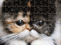 Permainan Teka Kucing Eksotik talian