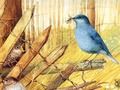 Permainan Burung: teka-teki seni  talian