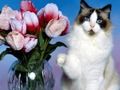 Permainan Teka-teki Kucing Lucu  talian