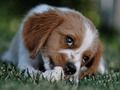 Permainan Puzzel anjing talian
