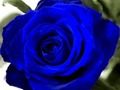 Permainan Rosa biru talian
