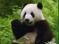 Permainan Puzzler Panda talian
