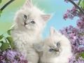 Permainan Kucing Lucu talian