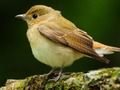 Permainan Burung yang Menyayangi talian