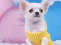 Permainan Teka-Teki Anak Anjing Comel talian