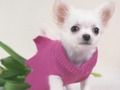 Permainan Teka-teki Anak Anjing Comel talian