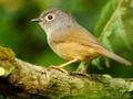 Permainan Burung Luncur talian