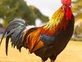 Permainan Teka Burung Tempatan talian