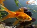 Permainan Teka Ikan Emas talian