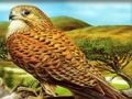 Permainan Teka Teki Burung Pemangsa talian