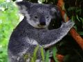 Permainan Bayi Koala Bear yang comel  talian