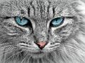Permainan Jigsaw Cat Eye  talian