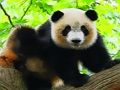 Permainan Panda Bayi Comel talian Permainan Panda Bayi Comel talian