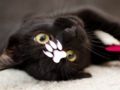 Permainan Teka-teki Kucing Comel  talian