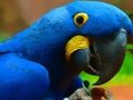 Permainan Teka-teki Burung Parrot  talian