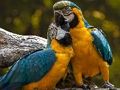 Permainan Jigsaw Parrot  talian