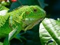 Permainan Iguana liar  talian