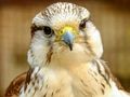 Permainan Jigsaw Gyrfalcon  talian