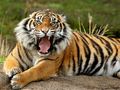 Permainan Teka Jalan Haiwan Harimau talian