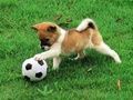Permainan Teka-teki anjing bermain di luar talian