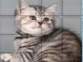 Permainan Kucing PicPu  talian