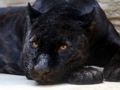 Permainan Jigsaw Black Panther  talian