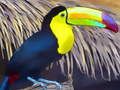 Permainan Jigsaw Burung Toucan  talian