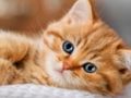 Permainan Koleksi Teka-teki Jigsaw Anak Kucing  talian