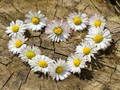 Permainan Jigsaw Jantung Daisy  talian