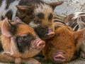 Permainan Piglet Piggy Jigsaw talian