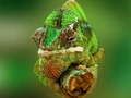 Permainan Chameleon Jigsaw talian