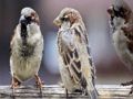 Permainan Jigsaw Keluarga Sparrow  talian