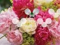 Permainan Wallpaper Cantik Blossom Melarikan Diri  talian
