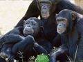 Permainan Melarikan Diri Hutan Simpanse Lucu  talian