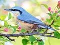 Permainan Tempat Tersembunyi Burung  talian