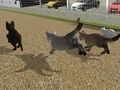 Permainan Lari Perlumbaan Kucing Kucing  talian