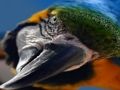 Permainan Jigsaw Burung  talian