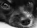 Permainan Jigsaw Anjing  talian