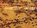 Permainan Jigsaw Lebah Madu  talian
