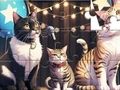 Permainan Jigsaw Puzzle: Kucing Nyanyian  talian