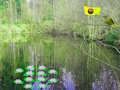 Permainan Pengembaraan Hutan Cahaya Matahari  talian