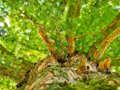 Permainan Jigsaw Cawangan Pokok  talian