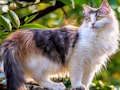 Permainan Putar Teka-teki - Kucing dan Anjing  talian