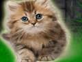 Permainan Pasangan Anak Kucing Melarikan Diri  talian