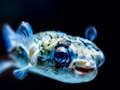 Permainan Jigsaw Ikan Buntal  talian