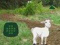 Permainan Kambing Cari Anak  talian